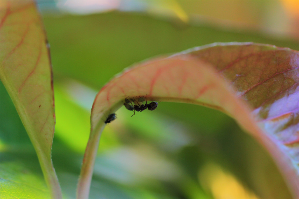 An ant hanging upside-down underneath a red-green leaf