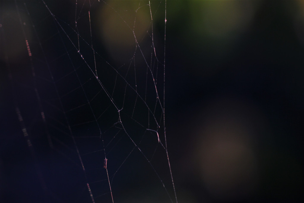 A light cobweb cast across a dark, natural background