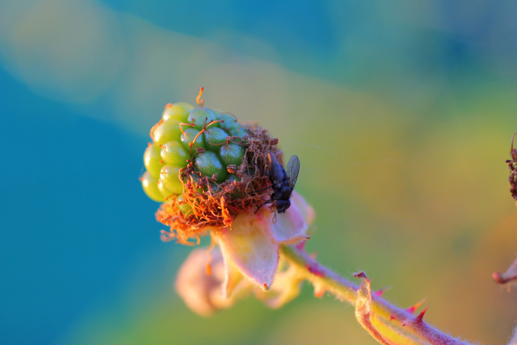 A blurred fly gripping the side of an unripened, green blackberry