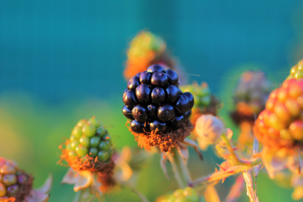 A ripe blackberry in-focus in front of a mixture of green and red blackberries yet to ripen