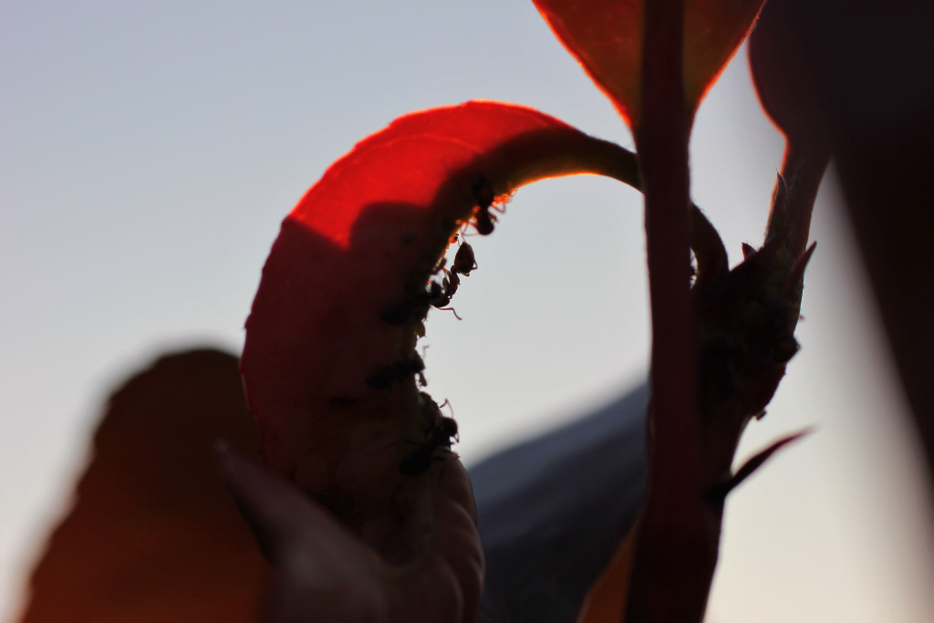 Ants crawling up a red leaf as the diffused sky behind it faded in the sunset